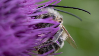 Thumbnail of post image 133
