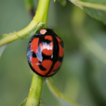 Thumbnail of post image 017
