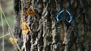Thumbnail of post image 056