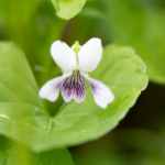 Thumbnail of post image 039