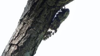 Thumbnail of post image 035