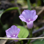 Thumbnail of post image 043